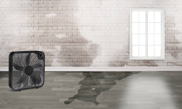 Best Water damage restoration experts  in Essex Village, CT