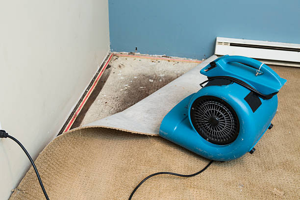 Best Water damage restoration near me  in Essex Village, CT